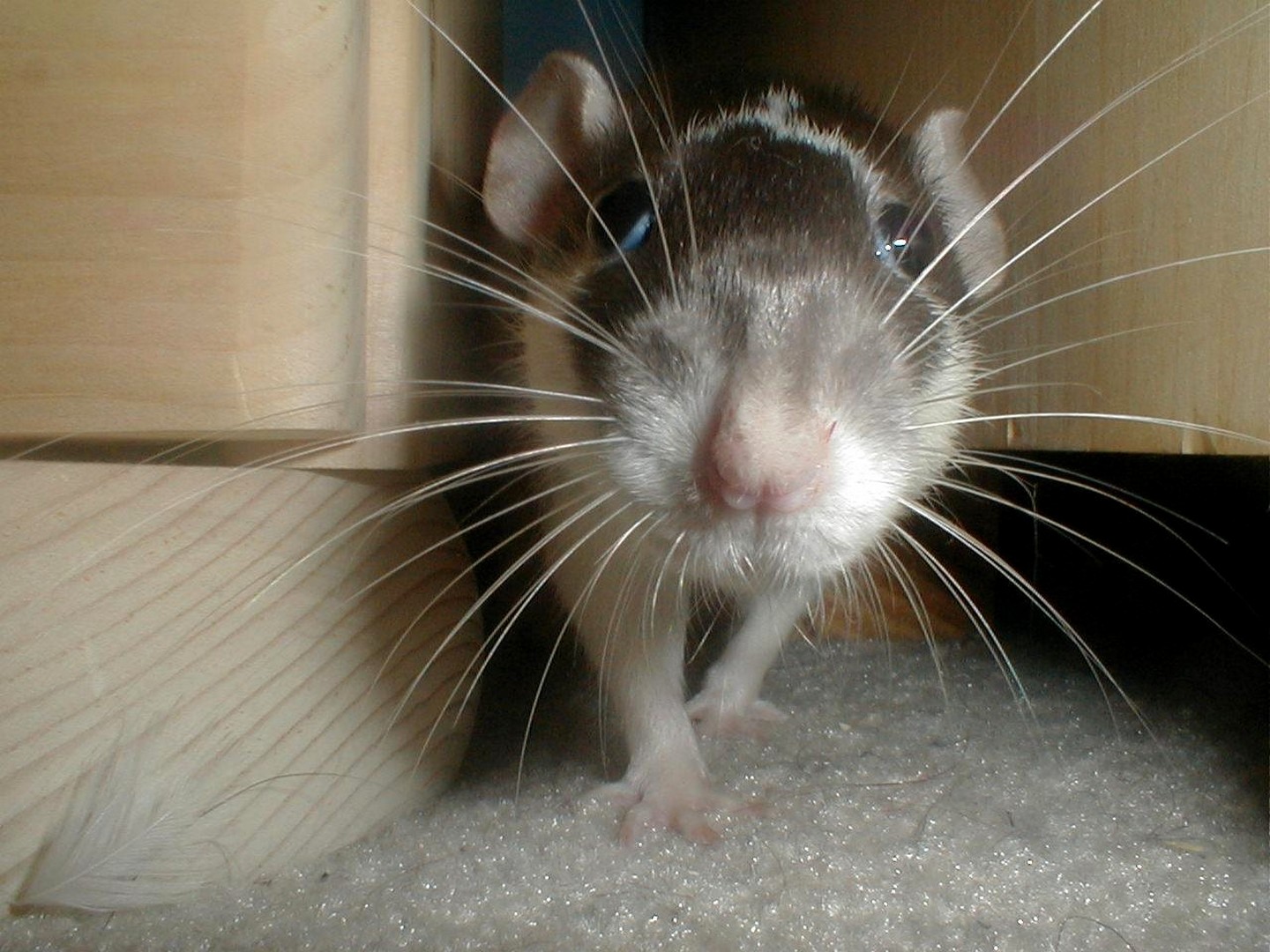 Включи мышонок не хочет убираться. Мышь прикольная. Смешные мышки с надписями. Приколы про мышей до слёз. Прикольные надписи мышь.