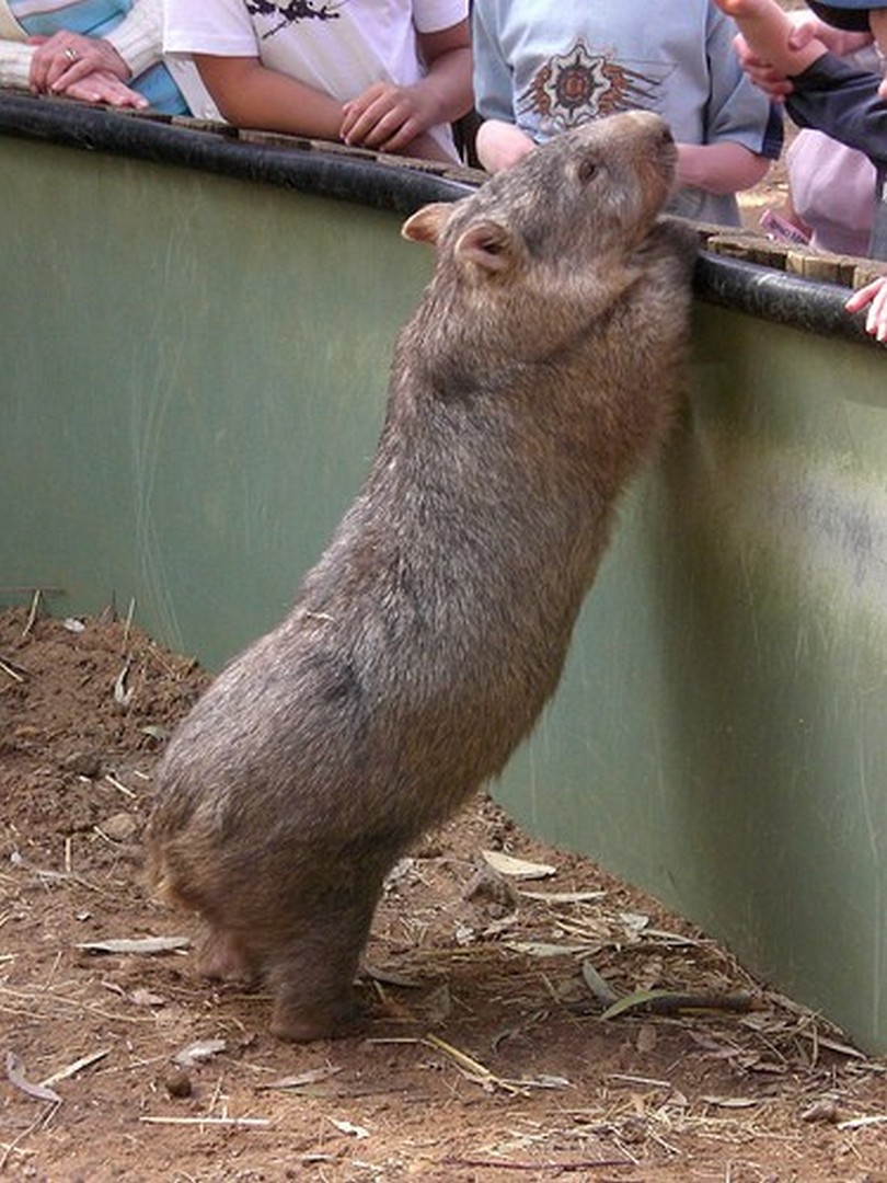 вомбат фото