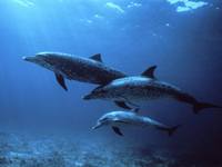 дельфины фото