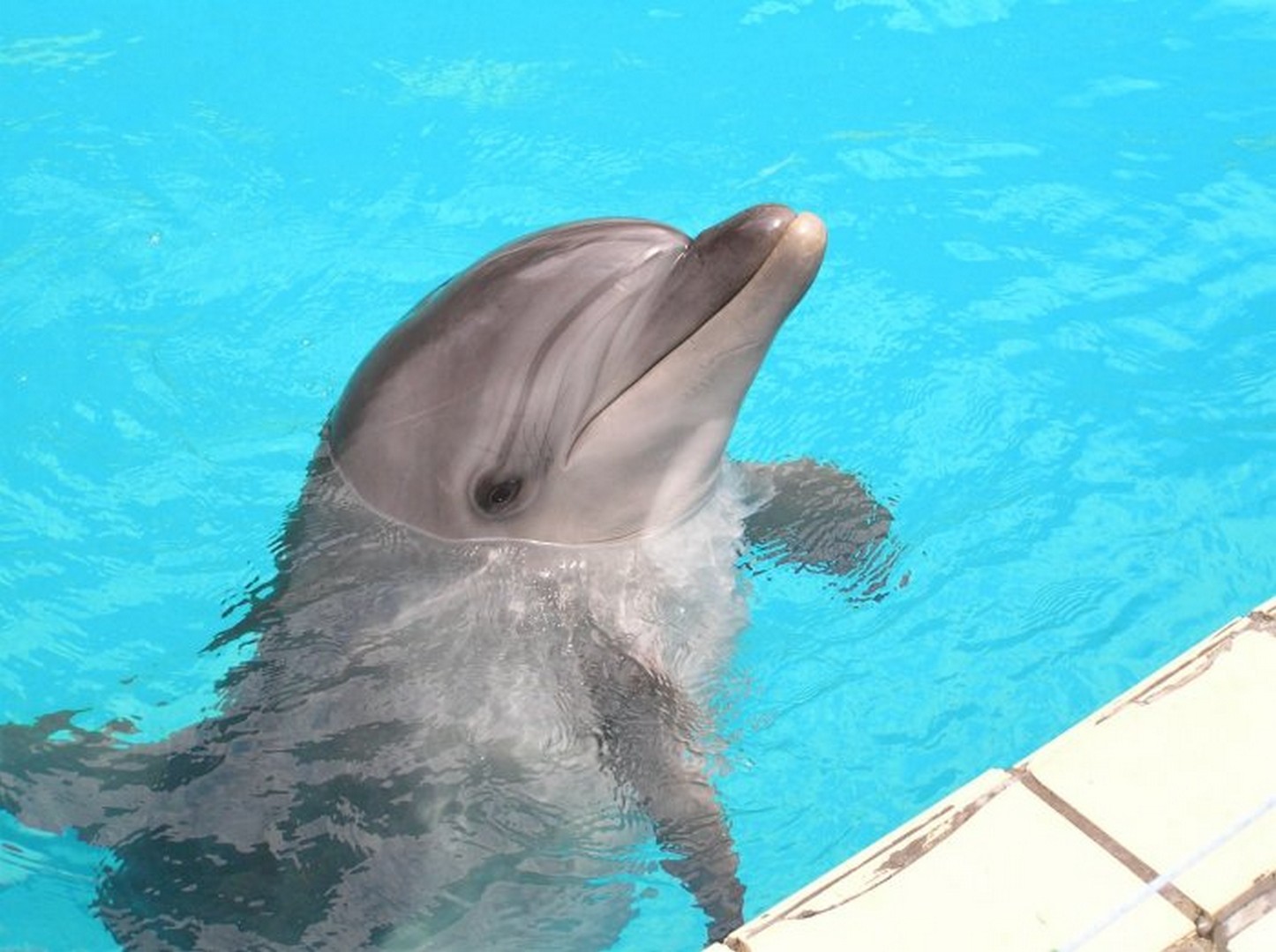 дельфины фото