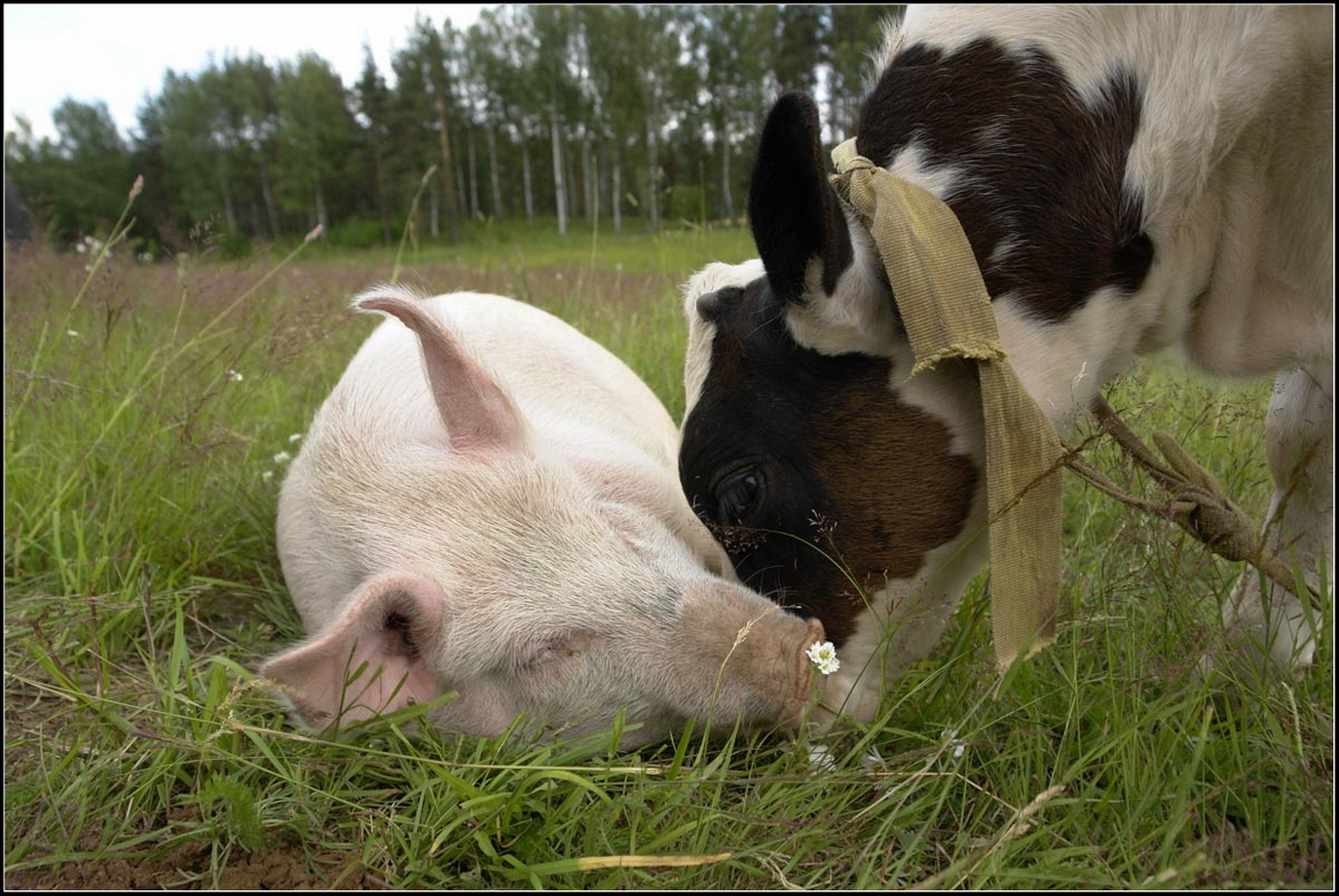 животные приколы