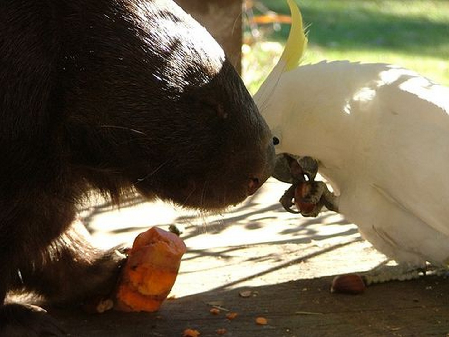 животные приколы