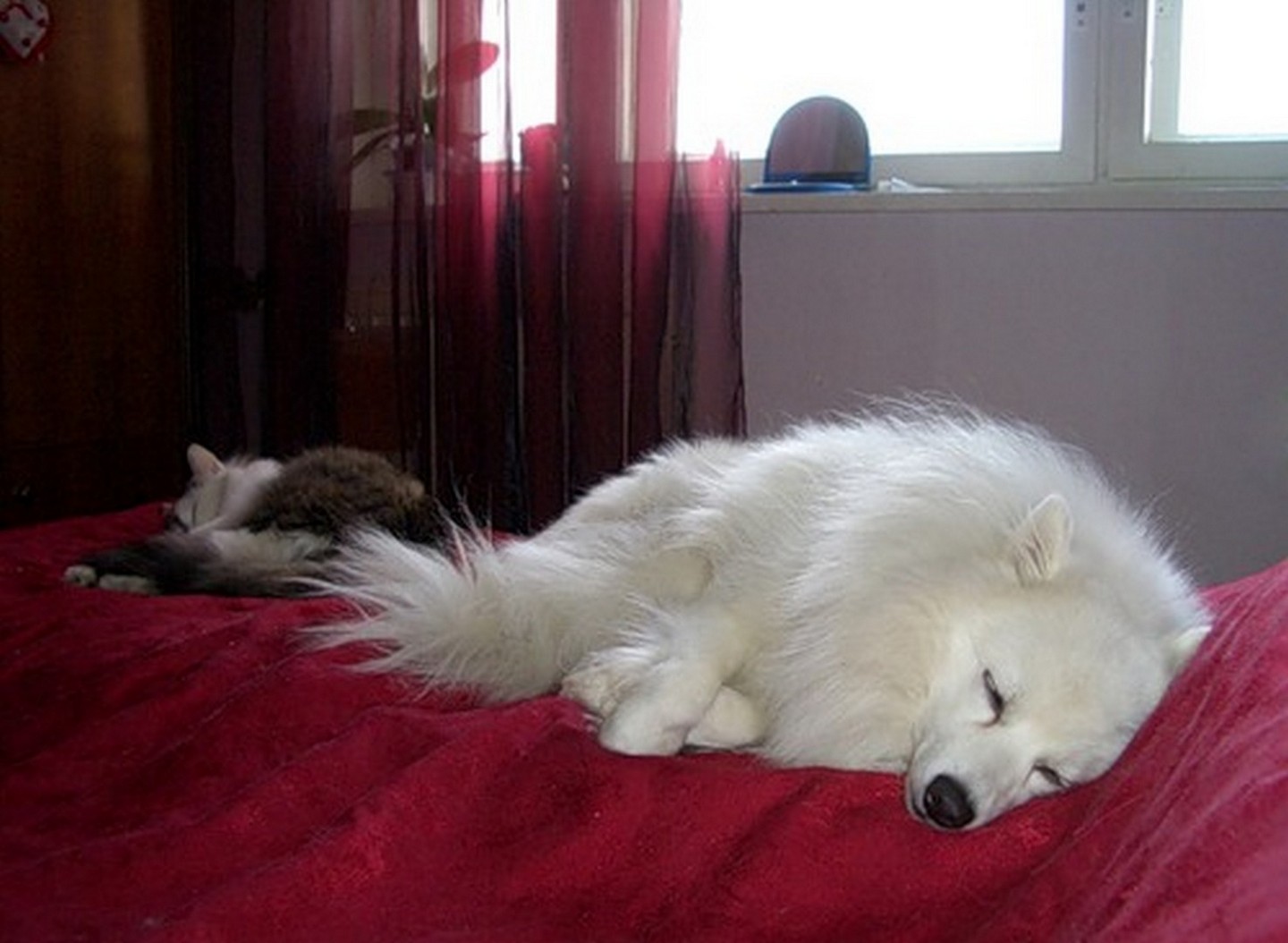 животные приколы