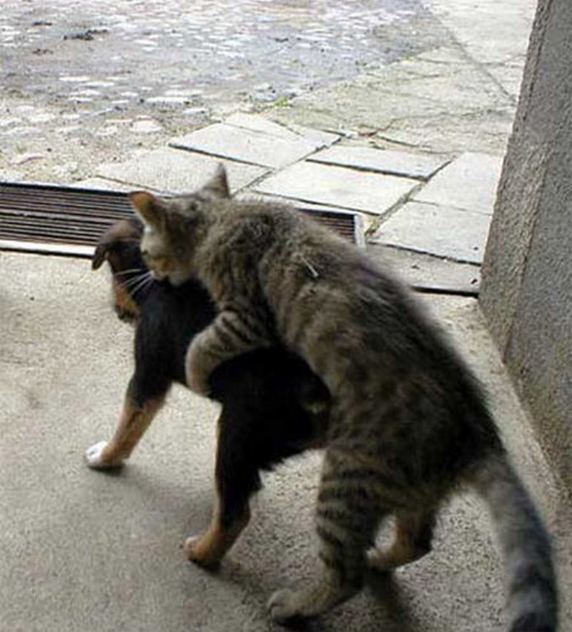 животные приколы