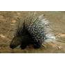 дикобраз фото