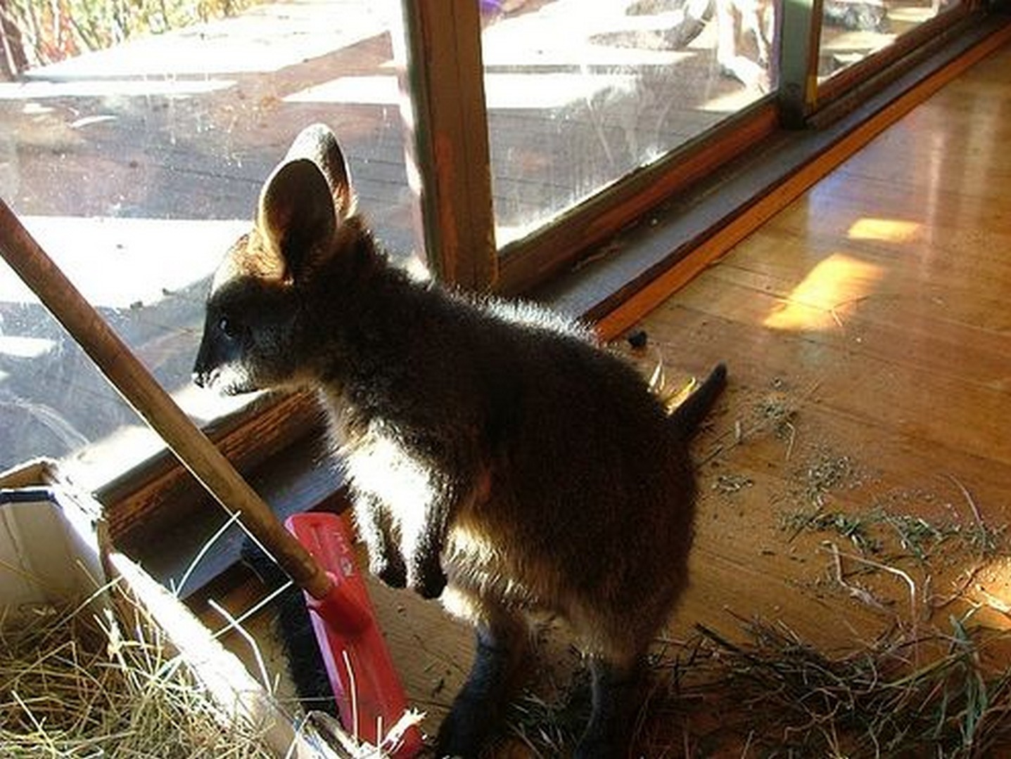 Кенгуру фото