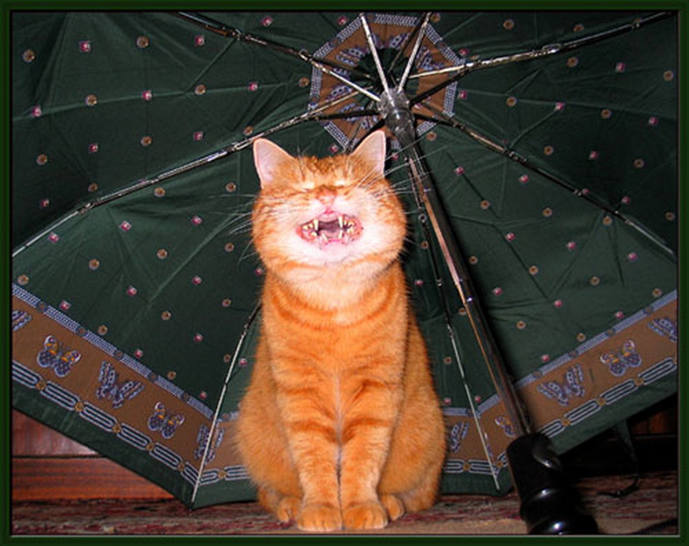Рыжий кот под дождем