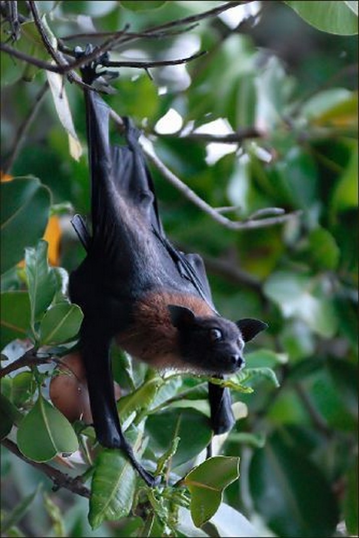 Летучие мыши