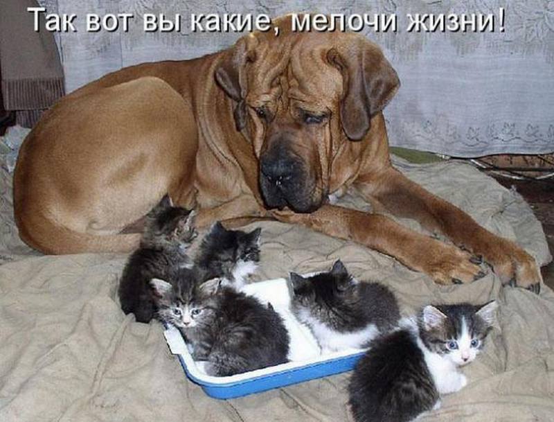 Картинки с надписями кошки собаки