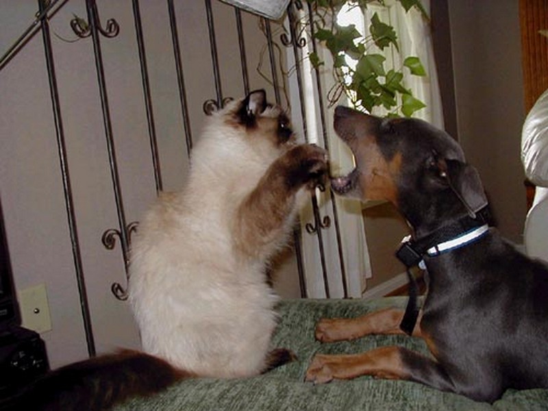 Заткни пасть. Смешные кошки и собаки. Кошка с собакой смешные моменты. Картинки кошек и собак прикольные. Кошки и собаки приколы.