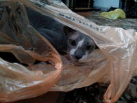 VFL.RU - ваш фотохостинг