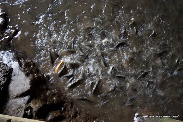 VFL.RU - ваш фотохостинг