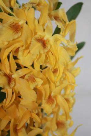 Dendrobium Stardust