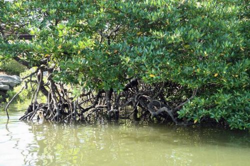 майнкрафт мангровое дерево #9
