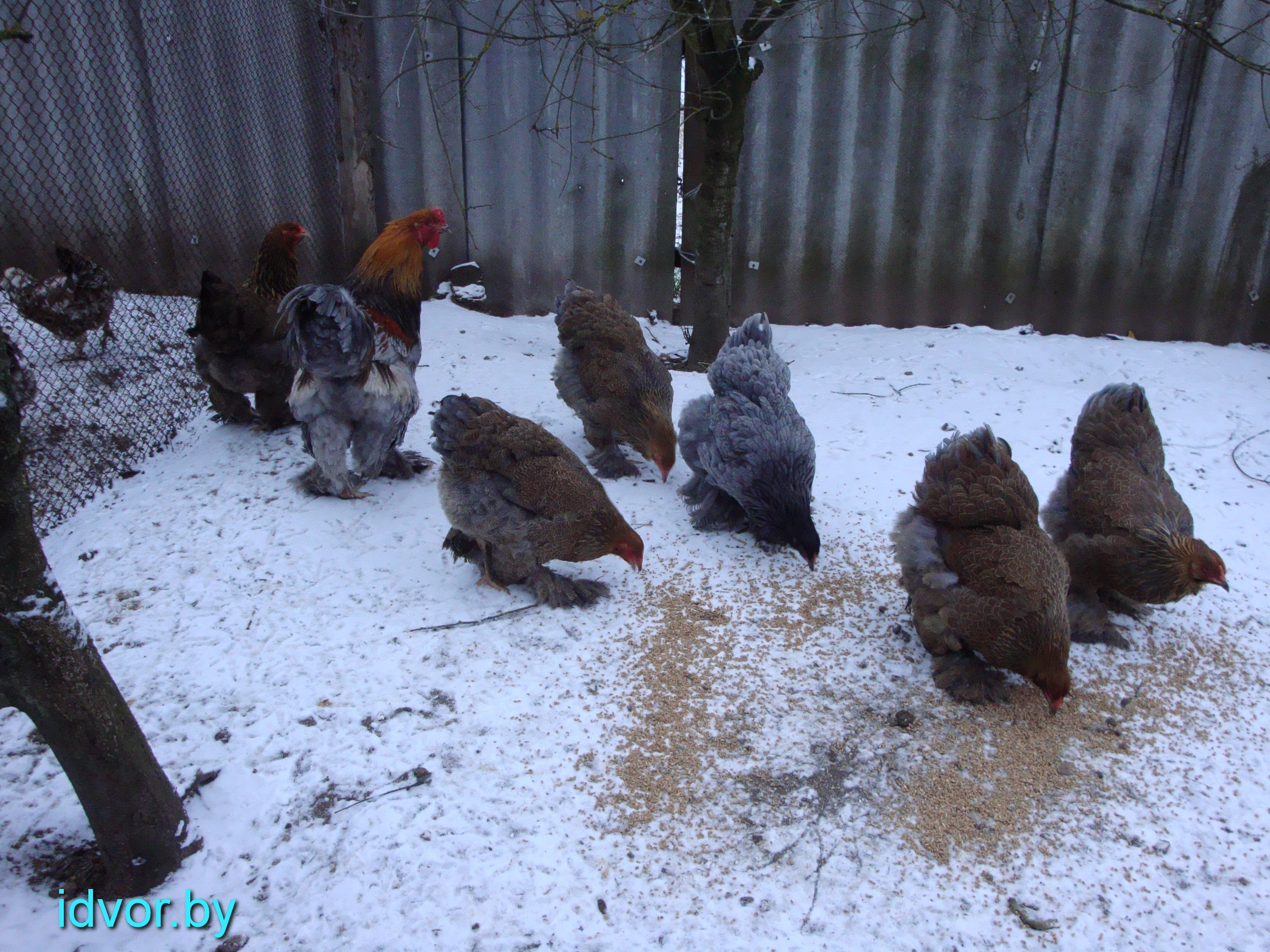 Брама голубокуропатчатая.