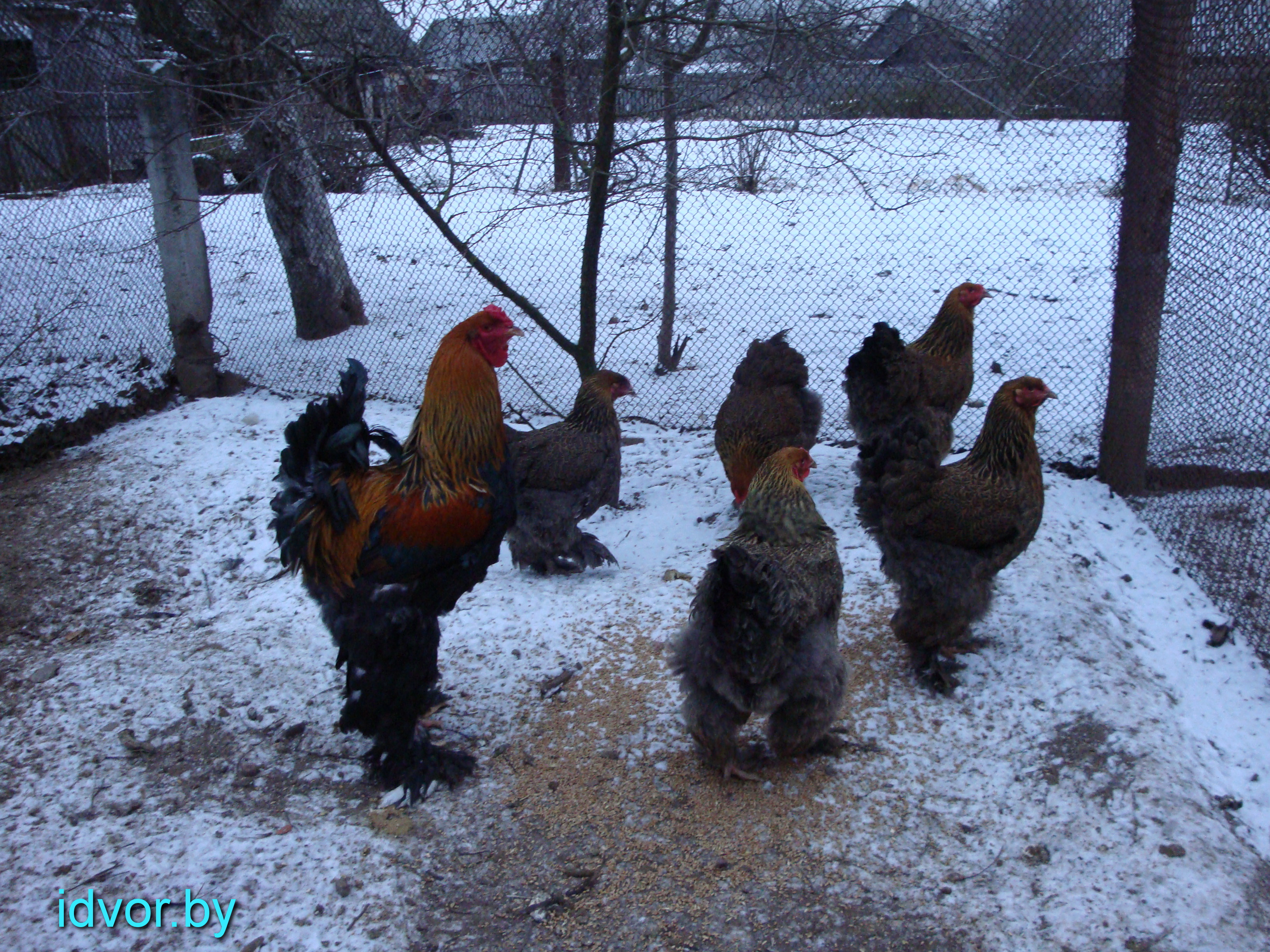 Брама куропатчатая.