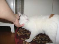 VFL.RU - ваш фотохостинг