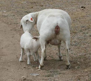 s640x480дорпер8