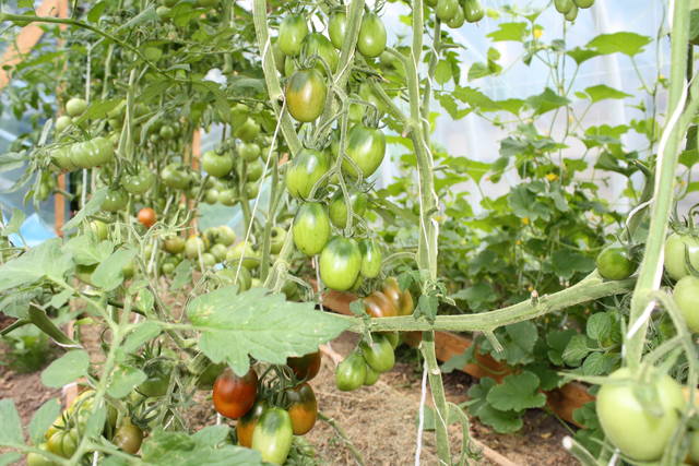 Juodas Mauras