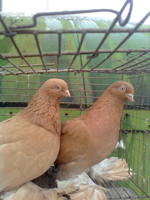 Жёлтые голуби