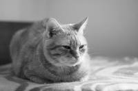 котики 5 новый размер