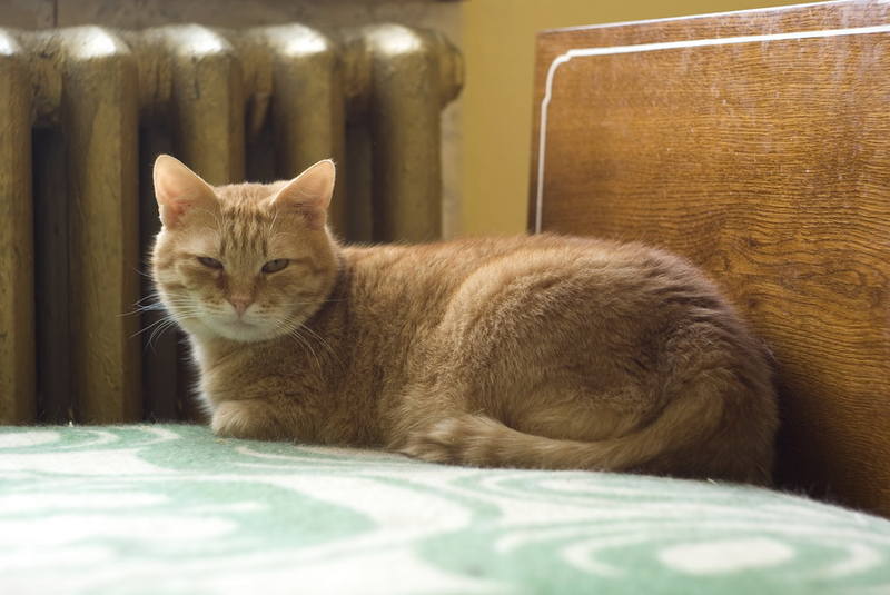 котики 8 новый размер