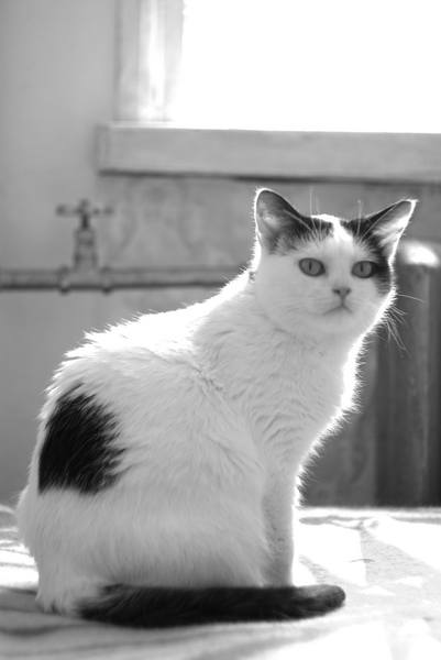 котики 20 новый размер