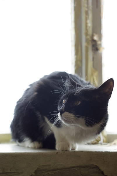 котики 18 новый размер