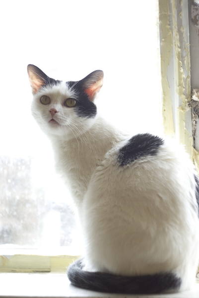 котики 23 новый размер