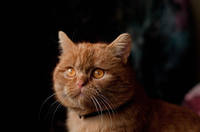 Бандерос (4)