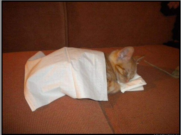 котя
