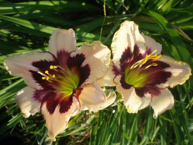 лилейник крем.JPG