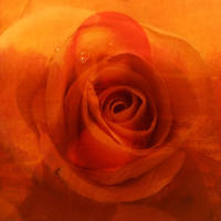 orangerose