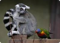 VFL.RU - ваш фотохостинг