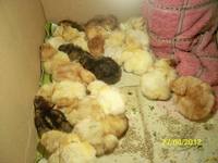 VFL.RU - ваш фотохостинг