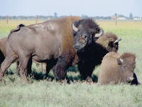 НЕ подсматривайте