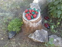 VFL.RU - ваш фотохостинг