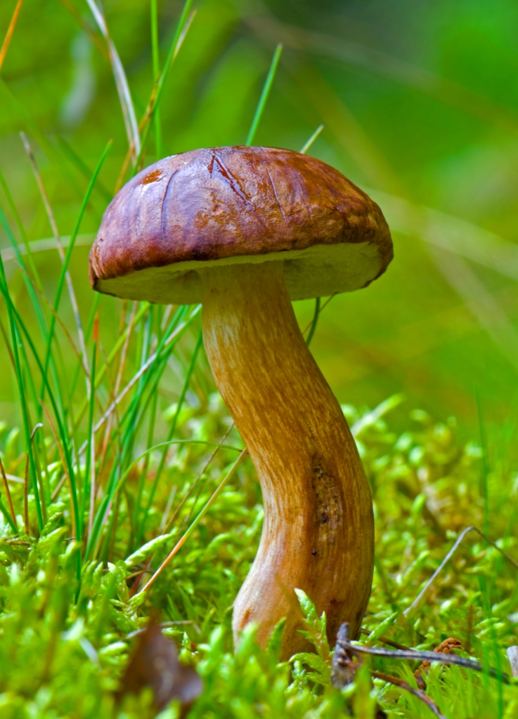 Польский белый гриб как выглядит Boletus badius / VFL.Ru - надёжный и быстрый фотохостинг с 2009 года