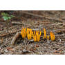 Calocera viscosa LC0123