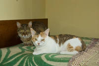 VFL.RU - ваш фотохостинг