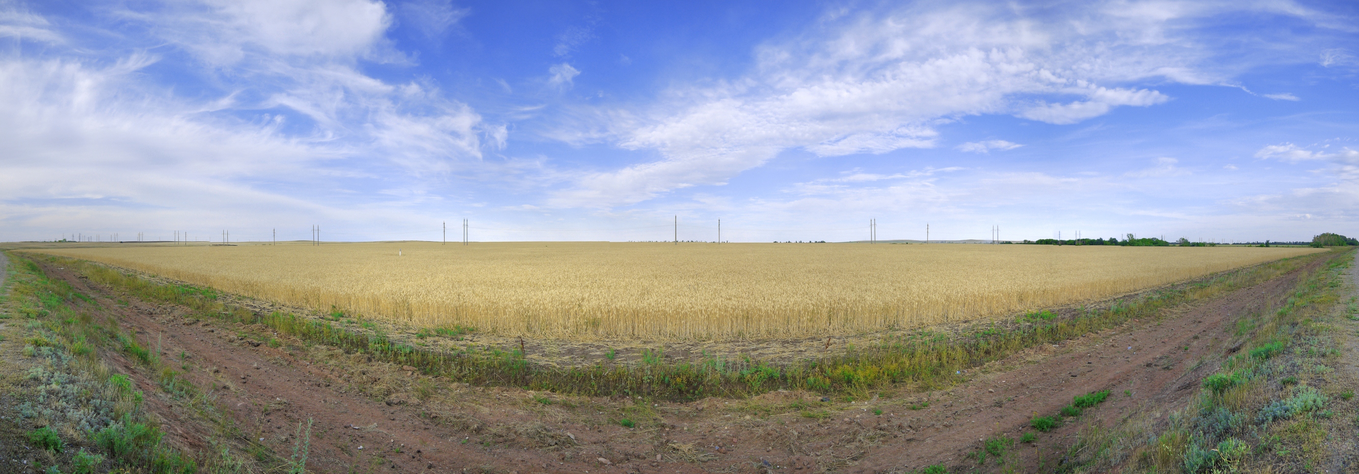 Панорамная фотография полей под Оренбургом, созревающий хлеб, лето 2012 года
