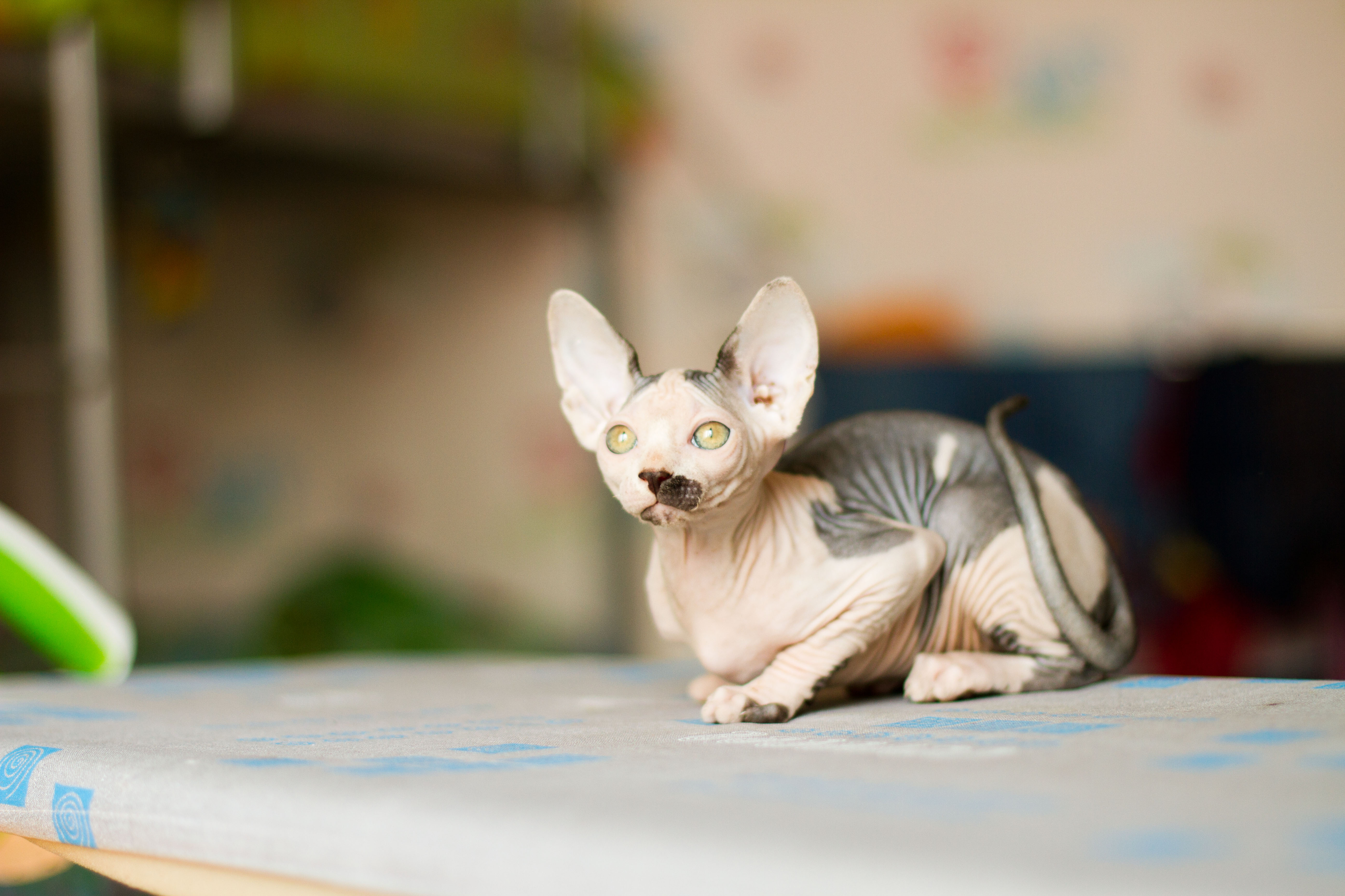 канадский сфинкс табби. канадский сфинкс розовый. канадский сфинкс окрас циннамон. сфинкс 2 года. канадский сфинкс.