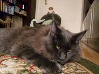 VFL.RU - ваш фотохостинг