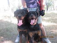 Ахилл и Анжи 31.07.12