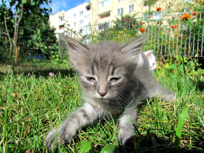коти 004
