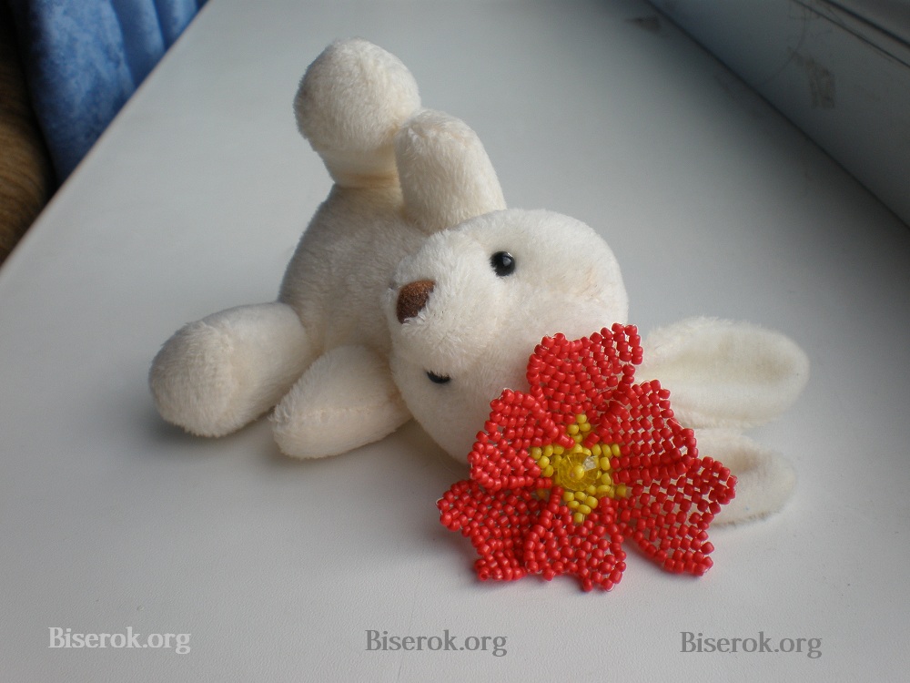 красный мак