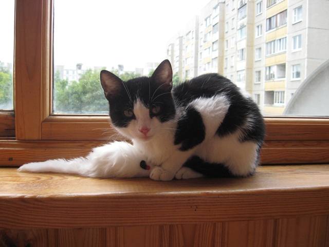 Котя