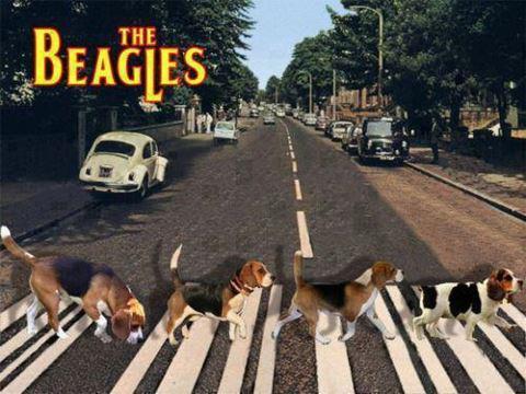 beaggg