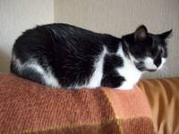 VFL.RU - ваш фотохостинг