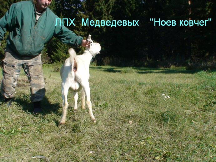 ЛПХ Ноев ковчег